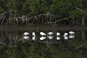 Mangroves Prints: Picture No. 10883688