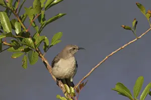 Mockingbird Prints: Picture No. 10883690