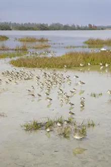 Shorebirds Prints: Picture No. 10883717