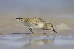 Calidris Prints: Picture No. 10883721