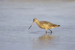 Godwit Prints: Picture No. 10883723