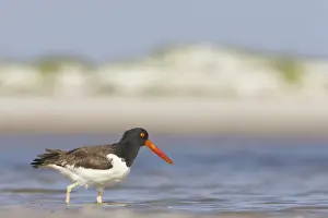 Oystercatcher Prints: Picture No. 10883727