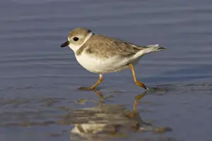 Plover Prints: Picture No. 10883730
