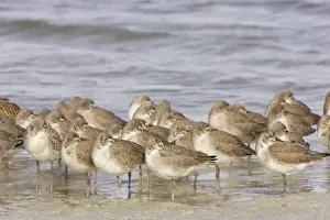 Willet Prints: Picture No. 10883733