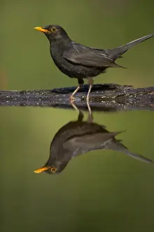 Turdus Prints: Picture No. 10883738