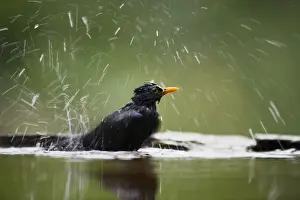 Turdus Prints: Picture No. 10883739