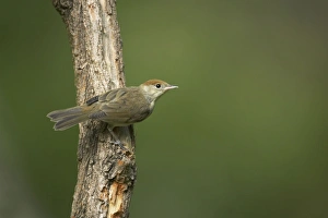 Blackcap Collection: Picture No. 10883742