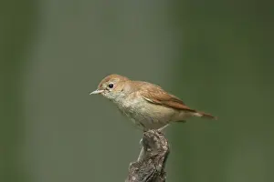 Phylloscopus Prints: Picture No. 10883746