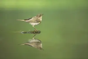 Phylloscopus Prints: Picture No. 10883747