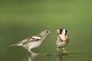 Fringilla Prints: Picture No. 10883752