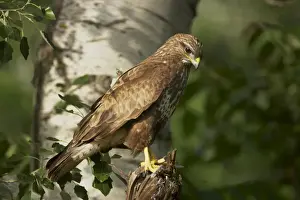 Buteo Prints: Picture No. 10883753