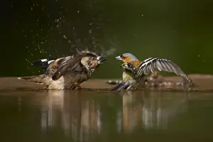 Conflict Prints: Picture No. 10883758
