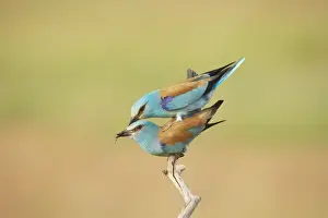 Roller Prints: Picture No. 10883778