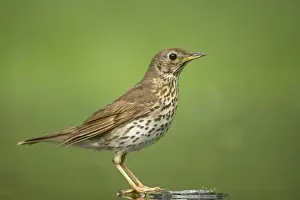 Turdus Prints: Picture No. 10883780