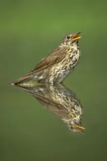 Turdus Prints: Picture No. 10883781