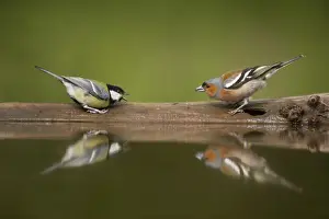 Conflict Prints: Picture No. 10883785