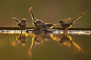 Aegithalos Prints: Picture No. 10883786