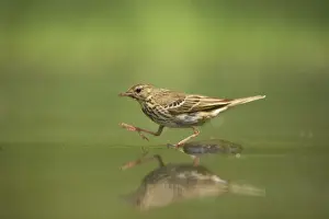 Pipit Prints: Picture No. 10883787