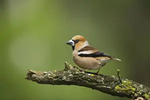 Coccothraustes Prints: Picture No. 10883791