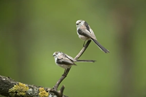 Images Dated 19th May 2010: Picture No. 10883792