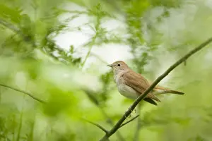 Luscinia Prints: Picture No. 10883793