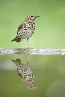 Images Dated 19th May 2010: Picture No. 10883797