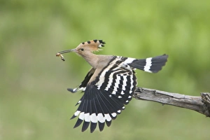 Images Dated 19th May 2010: Picture No. 10883801
