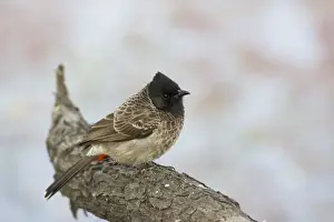 Bulbul Prints: Picture No. 10883811