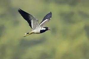 Picture No. 10883816
