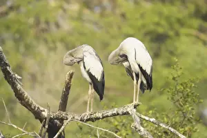 Openbill Prints: Picture No. 10883819