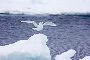 Larus Prints: Picture No. 10883844