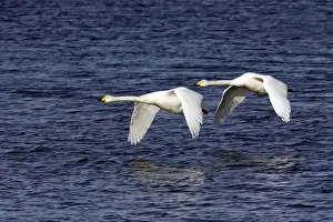 Cygnus Prints: Picture No. 10883856