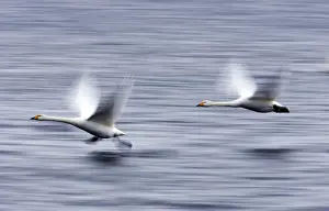 Cygnus Prints: Picture No. 10883857