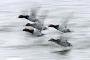 Pochard Prints: Picture No. 10883858