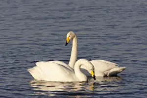 Cygnus Prints: Picture No. 10883860