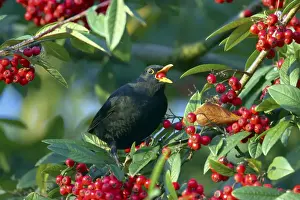 Turdus Prints: Picture No. 10883867