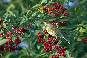 Turdus Prints: Picture No. 10883868