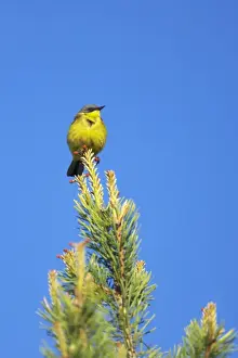 Motacilla Prints: Picture No. 10883879