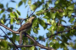 Wryneck Prints: Picture No. 10883880