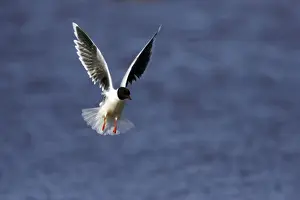 Larus Prints: Picture No. 10883884