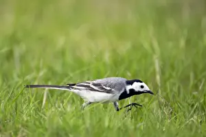 Motacilla Prints: Picture No. 10883892