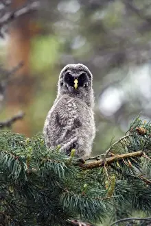 Strix Prints: Picture No. 10883896