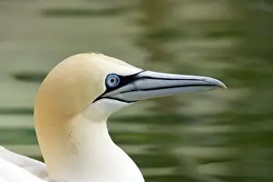 Picture No. 10883903