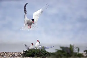 Hirundo Prints: Picture No. 10883906