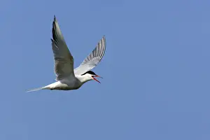 Hirundo Prints: Picture No. 10883907