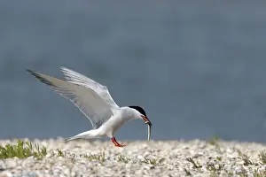 Hirundo Prints: Picture No. 10883908