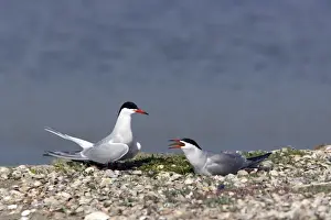 Hirundo Prints: Picture No. 10883909