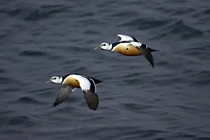 Eider Prints: Picture No. 10883914