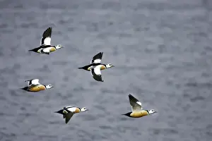 Eider Prints: Picture No. 10883915
