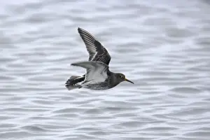 Sandpiper Prints: Picture No. 10883919